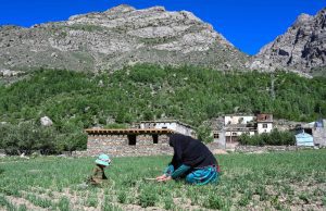 Petani Wanita Afghanistan Teruskan Kehidupan Kampung Jauh Dalam Tindakan Taliban