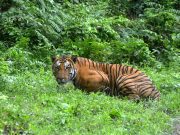 Rancangan Lepaskan Harimau India ke Kemboja Penuh Cabaran Akibat Bantahan Penduduk Tempatan