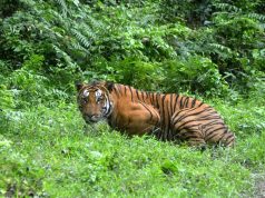 Rancangan Lepaskan Harimau India ke Kemboja Penuh Cabaran Akibat Bantahan Penduduk Tempatan
