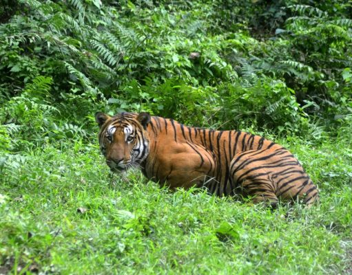 Rancangan Lepaskan Harimau India ke Kemboja Penuh Cabaran Akibat Bantahan Penduduk Tempatan