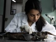 Saintis Costa Rika Temui Spesies Hantu Baharu Di Lautan