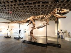 ‘T. rex Terlengkap, ‘Gus’, Dipamerkan di New York Sebelum Lelongan’