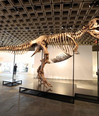 ‘T. rex Terlengkap, ‘Gus’, Dipamerkan di New York Sebelum Lelongan’