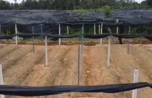 Sewa RM2,000 Setahun Daripada Pesara Guru, Ladang Sireh Etnik Rohingya Di Kelantan Akhirnya Disita