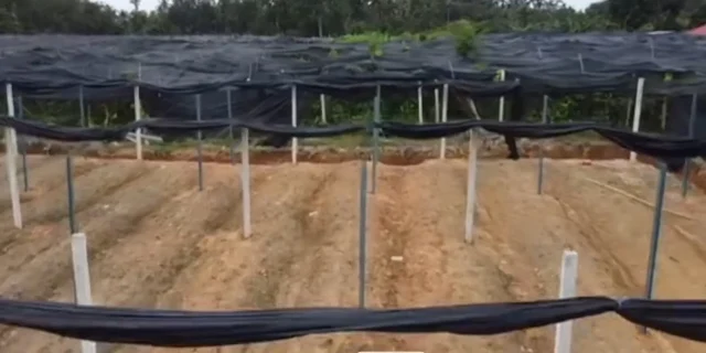Sewa-RM2000-Setahun-Daripada-Pesara-Guru-Ladang-Sireh-Etnik-Rohingya.jpg